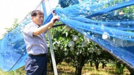 폭염에 속탄 농심…태풍 관통 애간장