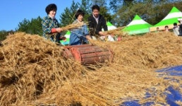 우리밀 탈곡 체험