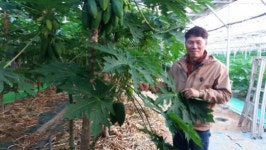 창간30주년 기획 농업 4차혁명 스마트팜 임마누엘 아트팜(열대과일 영농조합법인)