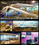 지역&자치-해남-임시개장 땅끝 해양자연사박물관 눈길