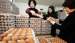 포천일고등학교 식용란직판장 | 명절대비 식용란 수집판매업소 지도점검