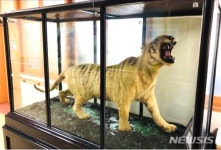 영광 불갑산 박제 호랑이…고향으로 돌아가나?