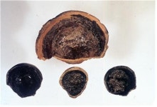 조현종의 고고학 산책 한국 칠기의 메카, 광주 신창동유적