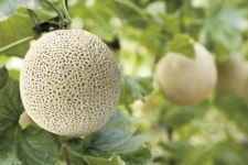 곡성멜론 수도권 학교급식 공급