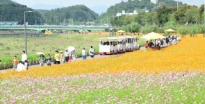 장성 황룡강 노란꽃잔치, 가을정취 만끽