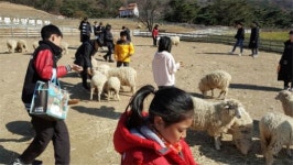 화순군, 무등산 하늘아래 양떼목장서 힐링