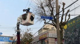 도심 가로수 대대적인 환경정비