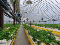 신안 딸기농장 경영실습 청년농업인 찾아요