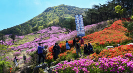 화순 만연산 철쭉 군락지  황금연휴  탐방객  성황