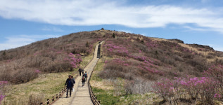 지리산 노고단 분홍빛 털진달래 개화