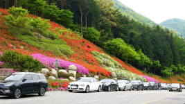 [시민기자영상] 철쭉꽃의 명소 화순 만연산의 옥에 티!