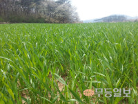 우리밀 육성, 정부 계획 미흡하다