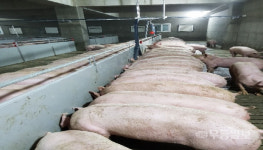양돈형 사료첨가제 특허기술···맛·품질 높였다