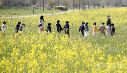 [영상] 산동교친수공원 유채꽃 만발