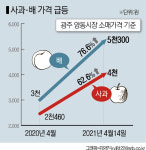 사과 한 개에 사천원?