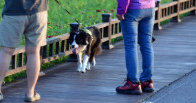 광주에 반려동물 놀이터 조성 목소리 커진다
