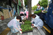 광주 남구 봉선1동 통장단협의회, 가로수 꽃 식재