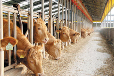 재난지원금으로 소고기 사 먹더니···전남 한·육우 사육 증가