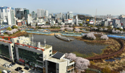 호수 사라진 벚꽃 명소 운천저수지···옛모습 언제 되찾나