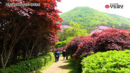 [시민기자영상] 화순 만연산이 붉게 물들었다