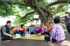 400년 보호수 느티나무 아래서 달콤한 수박