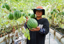 땅끝 청년농부 애플수박 맛보세요