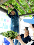 남면농협 청포대간이지소 | [영상] 희망도 방울방울 청포도 나눔 축제 청포도 출하
