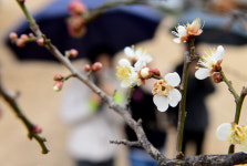 단비 속 봄 재촉하는 매화