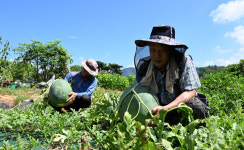광주 대표 특산품 무등산수박(일명 푸랭이) 출하