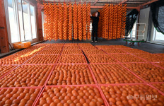 달콤한 곶감이 익어가요