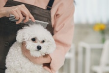내 강아지 털 빡빡민 이웃 주민···광주 화정동 아파트서 벌어진 일