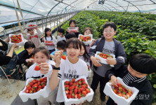 오매! 지산딸기 맛있어요