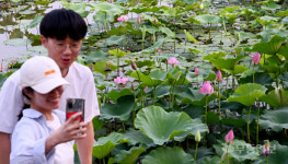 때이른 연꽃 향기 속으로