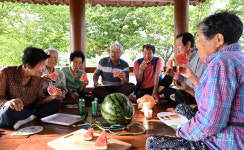 느티나무 정자, 한여름 수박 꿀맛 휴식