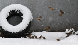 눈쌓인 공원, 먹이 찾아 날아온 참새