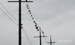 구르미데이 비둘기, 전봇대 줄에 올라 먹이를 찾다