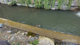 [영상] 무등산 계곡서 천연기념물 수달 가족 확인