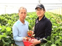 보은군, 친환경 고설재배 딸기 고소득 창출