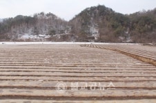 한지형 마늘 월동 생육 양호