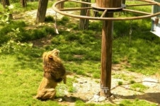 사향노루 보호기동반 화천군에 뜬다