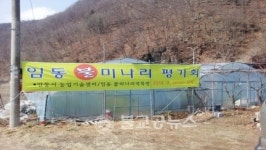 안동시, 임동 청정 불미나리 출하 한창