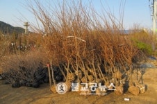 옥천묘목축제, 29일 팡파르~