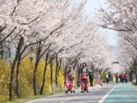 서울 봄꽃길 140선 소개