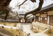 도산서원 내 매화 활짝