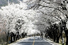 아름다운 벚꽃길, 대치면으로 오세요