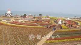 제7회 신안튤립축제 개최