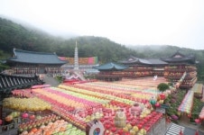 삼광사 연등축제 보러 오이소