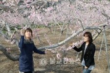 풍천면 어담․금계리 복사꽃 만개