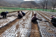 와송(瓦松)을 아시나요?