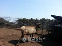 사슴 인공수정도 편안하게~